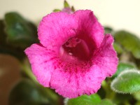 Sinningia 'Mercury'
